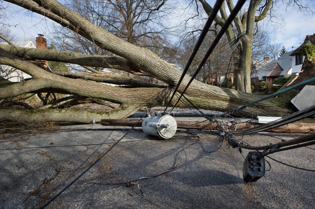 A fallen tree on top of downed power lines