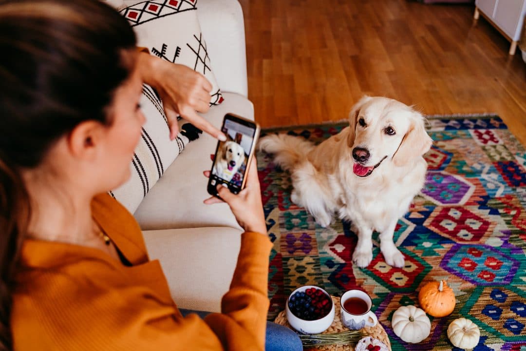 Young caucasian woman taking a picture of her golden retriever dog with mobile phone. Home, indoors.