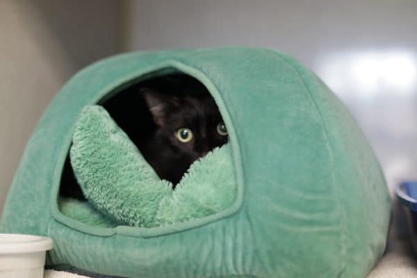 A black cat hides inside a green bed.