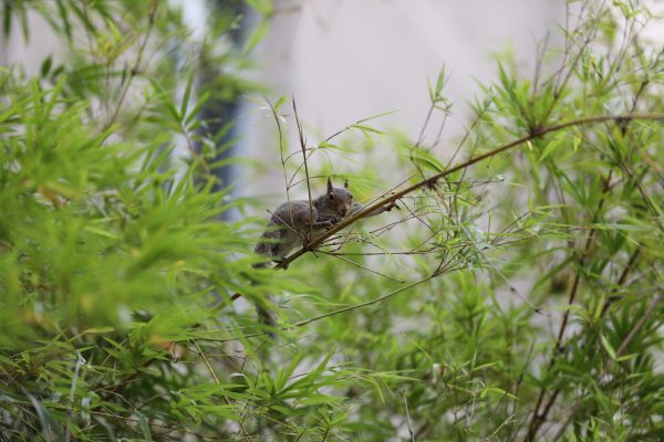 Squirrel perches in a bush.